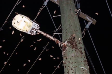 Bogong moths in Wollongong