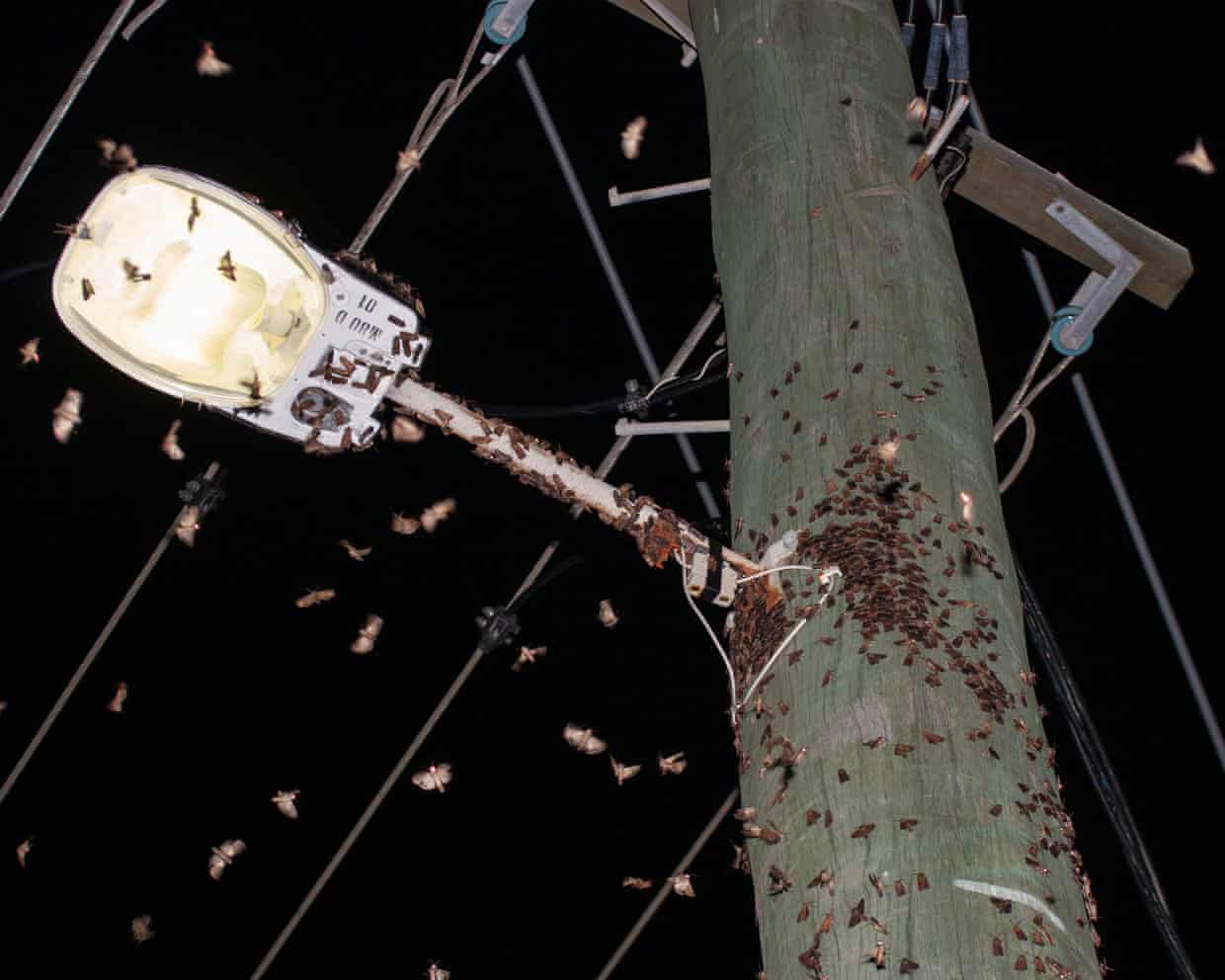 Bogong moths gather around a streetlight
