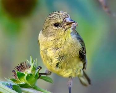 Colorado, US ‘I planted sunflowers in my backyard specifically to attract seed-eating birds. This American goldfinch is enjoying his free lunch with a seed in his beak.’