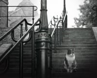 Picture of cat on the steps in Monmartre, Paris.