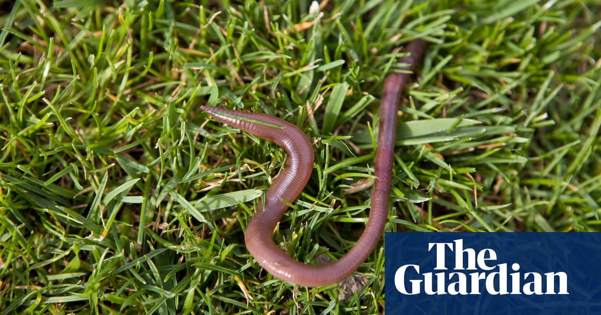 It’s not just about the bees – earthworms need love, too