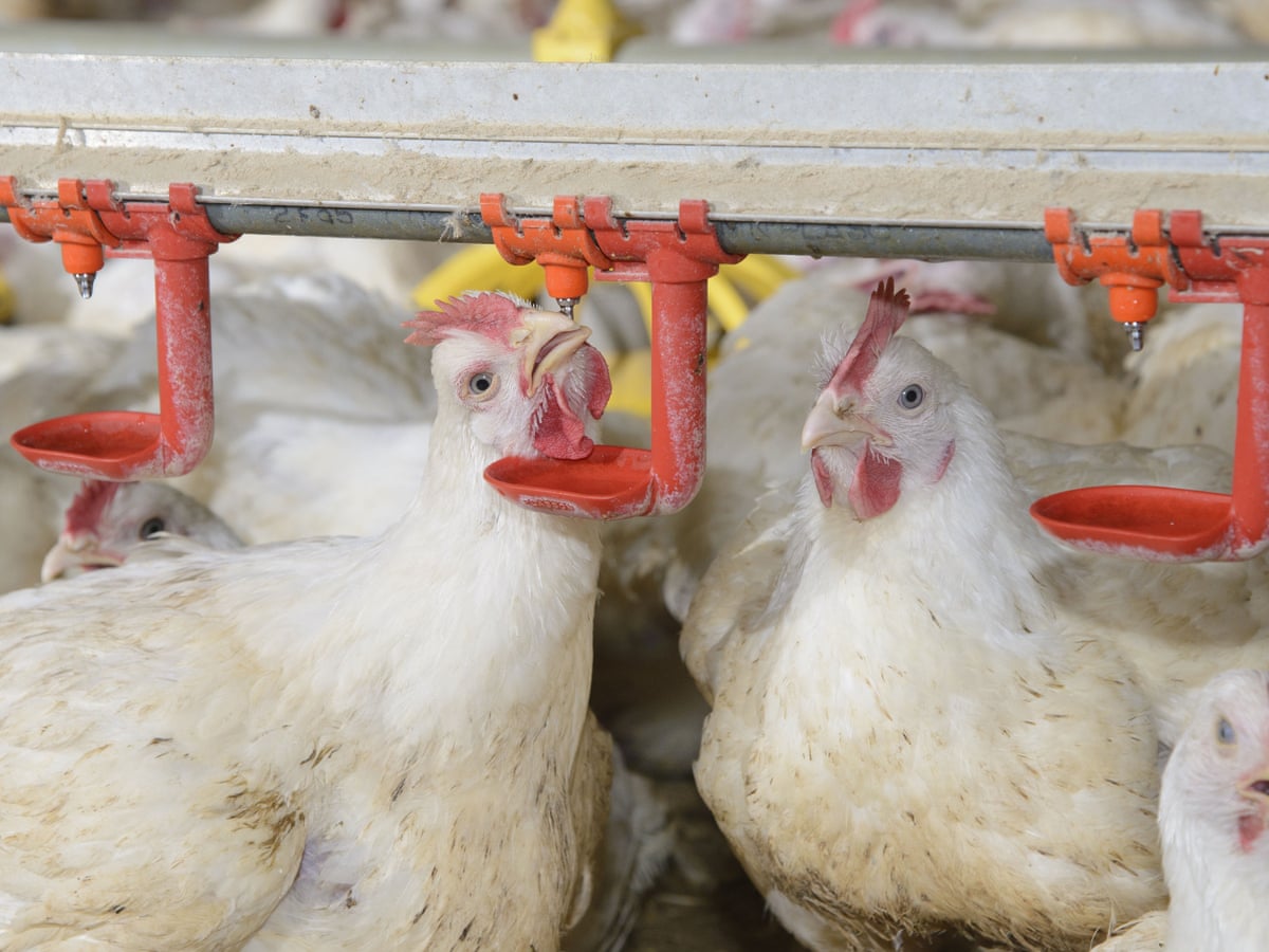 Frankenchicken' at the centre of fight for animal welfare | Animal welfare  | The Guardian