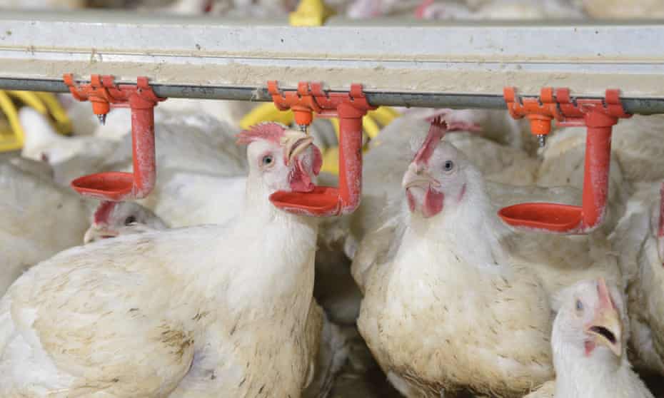 Heavy cockerels drinking in a rearing shed in England.