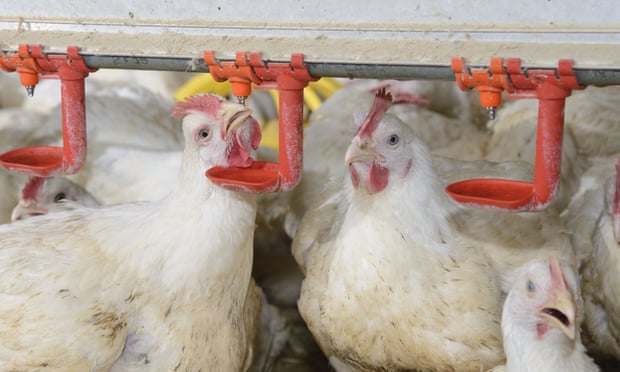 A million UK chickens ‘die needlessly each week to keep prices low’ 4414