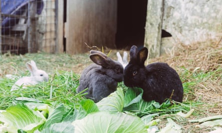 rabbits eating lettuce
