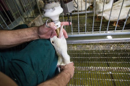 A duck being force-fed for foie gras in south-west France.