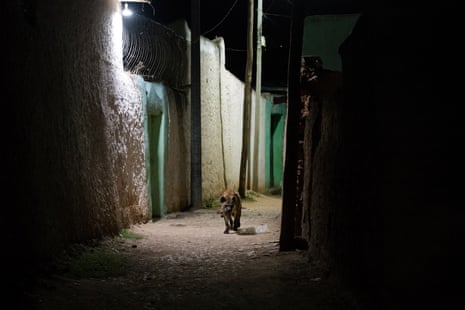 A spotted hyena on a night-time prowl through the streets of Harar’s old town
