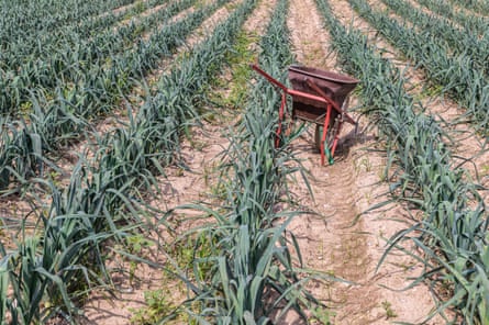 A field of young green leek plantations.