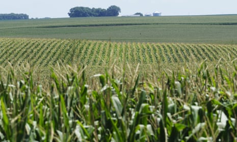 Crops suffering from lack of rainfall in Iowa, USA this month.