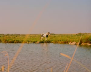 Lone horse, Holkham, North Norfolk.