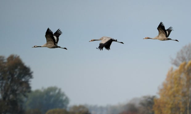 Cranes sighted near Linum, north eastern Germany.