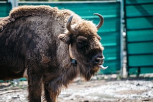 A bison in the enclosure