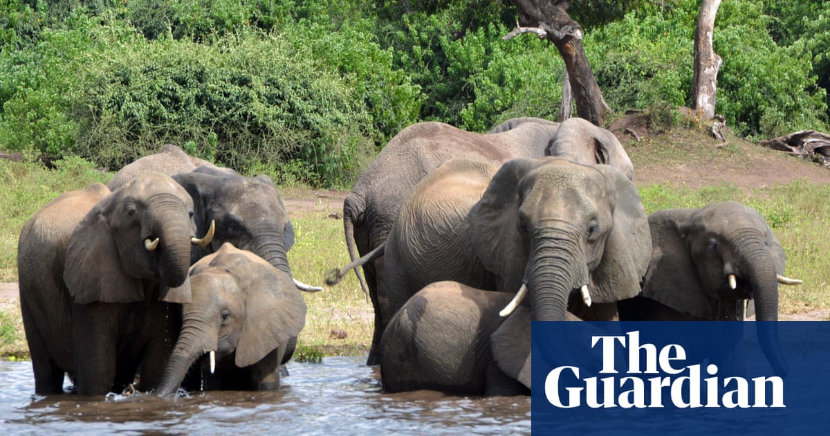 Botswana droht, 20.000 Elefanten zur Trophäenjagd nach Deutschland zu schicken |  Botswana