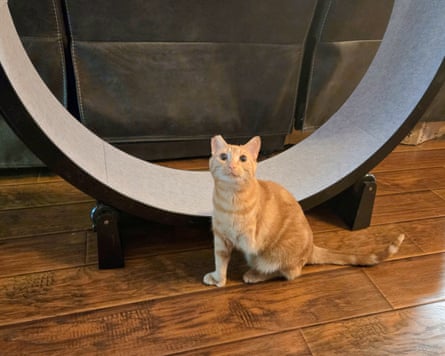 A cat in front of the One Fast Cat Exercise Wheel