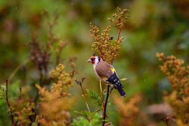 A goldfinch. The sheep-free enclosures encourage biodiversity.