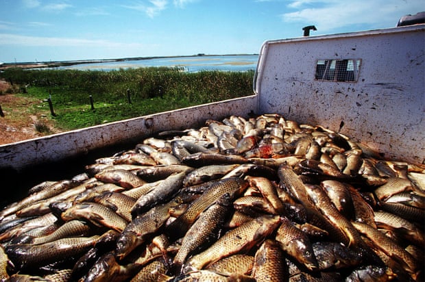  A truckload of dead carp collected from the Murray river in South Australia. Australia is planning to spend $15m introducing the herpes virus to kill the invasive pest. Photograph: STR/AFP/Getty Images  