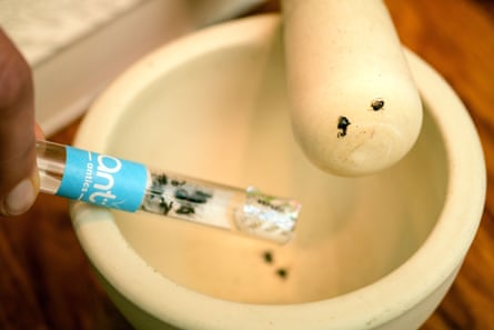 Ants from a tube are introduced into a mortar