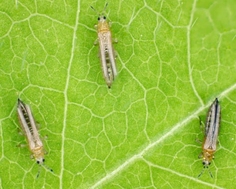 Thrips tabaci, a species of small insect in the genus Thrips in the order Thysanoptera.