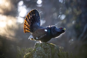 Silver. King of the Forest. ‘This male capercaillie, illuminated by the first rays of the rising sun, had perched in the ideal spot. The emotions I felt are hard to put into words. Overwhelmed by the scene, I forgot to adjust my camera settings, resulting in most of the photos being blurry. Thankfully, though, a few turned out sharp!’
