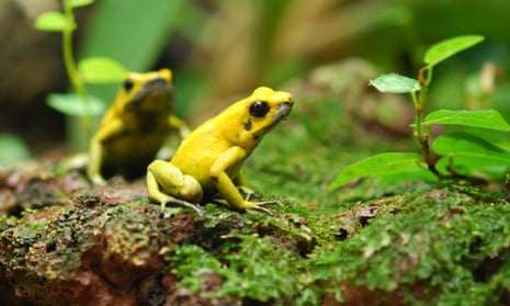 golden poison dart frog, Phyllobates terribilis