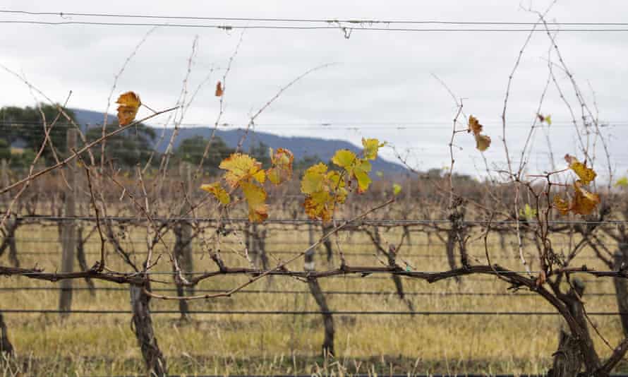 Winery owners are turning to solar energy too.