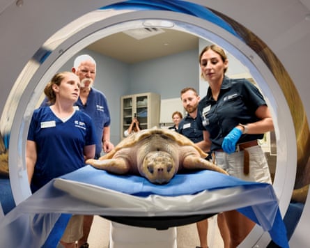 Workers stand outside a CT machine where turtle lies on sheet
