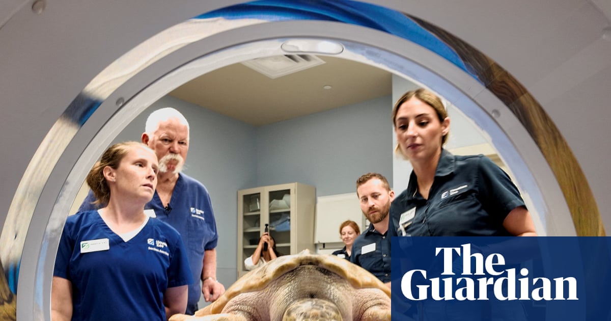 Rhossi, a rare sea turtle, recovers after 5,000-mile trek from Wales to Texas