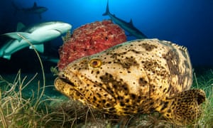 Goliath grouper (Epinephelus itajara) and Caribbean reef sharks (Carcharhinus perezi), Jardines de la Reina National Park, Cuba