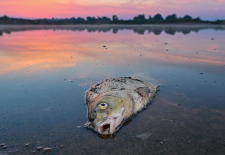 A dead fish in the River Oder, on the German-Polish border. 