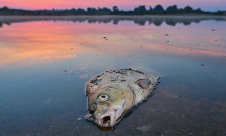 A dead fish in the River Oder, on the German-Polish border.