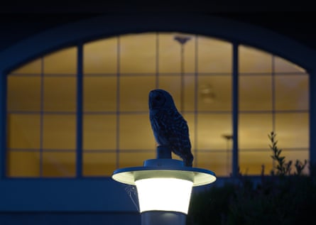 A barred owl on a street light in Victoria, British Columbia