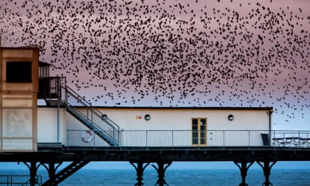 A murmuration of starlings over Aberystwyth pier.