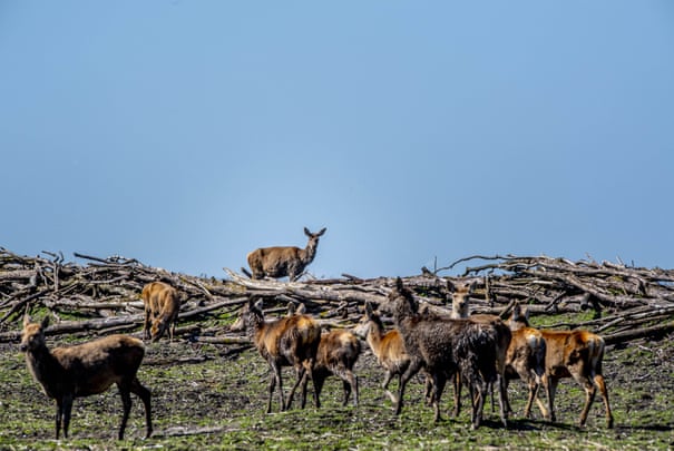 Dutch rewilding experiment sparks backlash as thousands of animals starve 7475