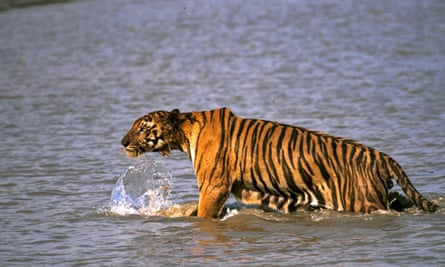 A Royal Bengal tiger prowls in the Sundarbans. A recent survey found only 106 tigers surviving in Bangladesh’s side of the forest, far fewer than expected.