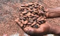 Cocoa is mostly grown on small plots of land by individual farmers