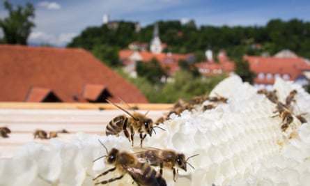 Bees on a honeycomb on the rooftop of the the Urban Planning Institute