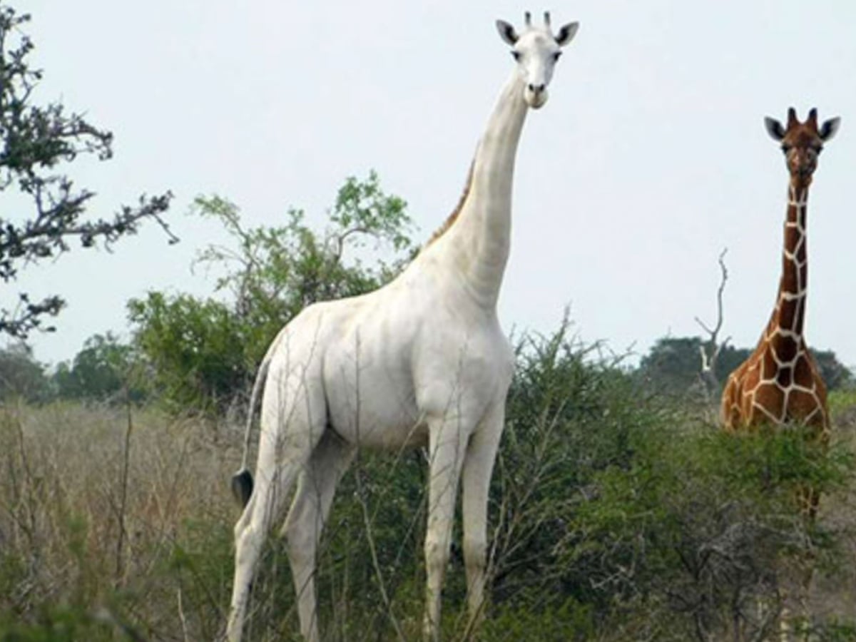Kenya's rare white female giraffe 'killed by poachers' | Kenya | The Guardian