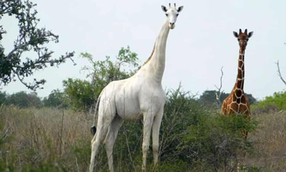 The rare white giraffe, which has been killed by poachers in Kenya