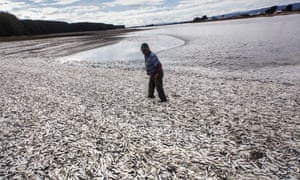 A fisherman on a beach blanketed with dead sardines in Temuco, Chile. In coastal regions, pollution can cause algal blooms and when the algae decompose oxygen is sucked out of the water.