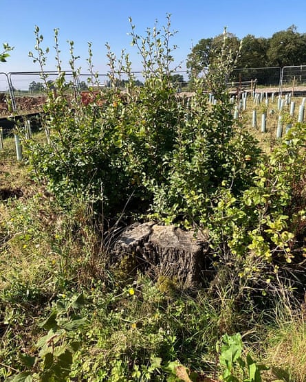 Regrowth from the Cubbington pear tree stump.