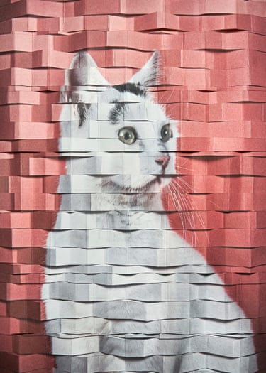Alma Haser, To Have A Tomcat