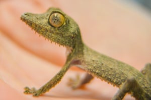 A Henkel’s leaf-tailed gecko