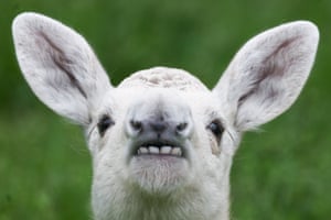 Uma foto na cabeça de um alce branco de duas semanas e meia chamado Karolcia em Mikolow, Polônia