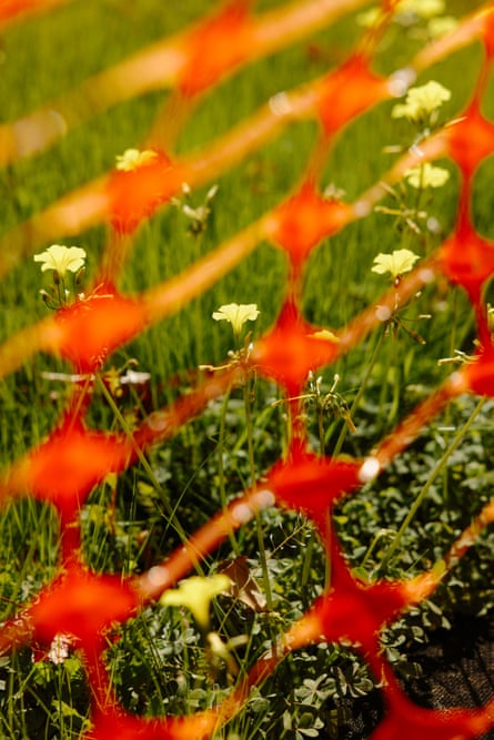 Yellow flowers behind orange construction mesh