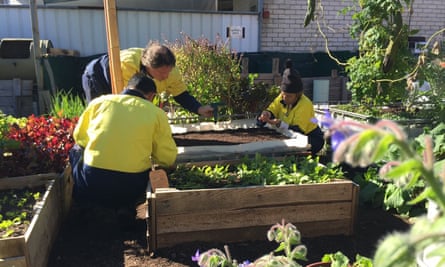Green World Revolution workers, which cultivate microgreens, edible leaves, edible flowers, baby vegetables and cut herbs on 400 square metres of land in Perth