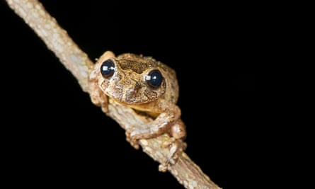 A Frankixalus jerdonii, belonging to a newly found genus of frogs, sits on the branch of a tree.
