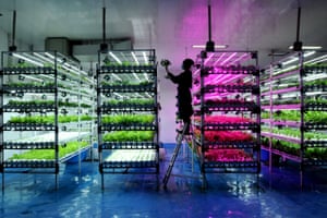 Winner: Vision of the Future | Vertical Farming by Arie Basuki

Officers maintain vegetable crops in a warehouse at Sentra farm in West Java, Indonesia