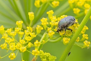 A beetle rests on wild parsnip flowers, its presence adding intrigue to the bright yellow blooms, Funks Grove, Illinois, US