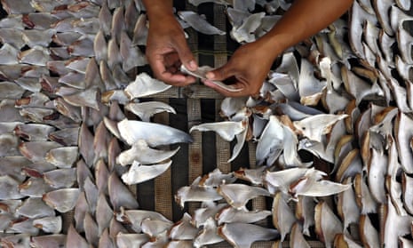 Indonesian worker dries shark fins
