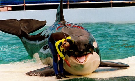 Tokitae is the oldest killer whale in captivity – and could now be released.